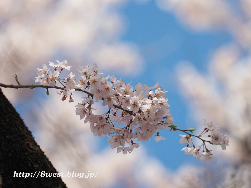 桜36