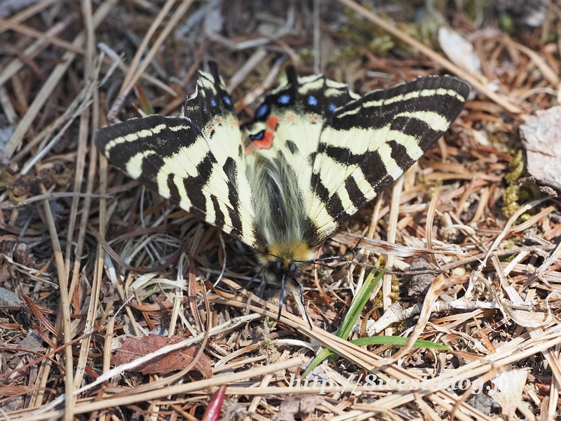 ヒメギフチョウ15