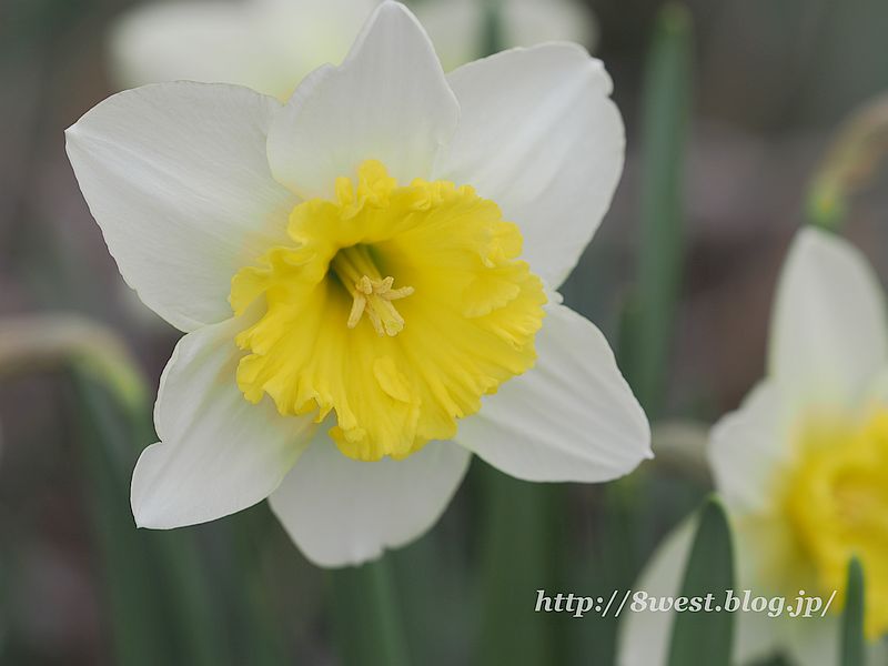 水仙1