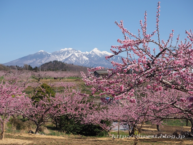 桃と八ヶ岳01