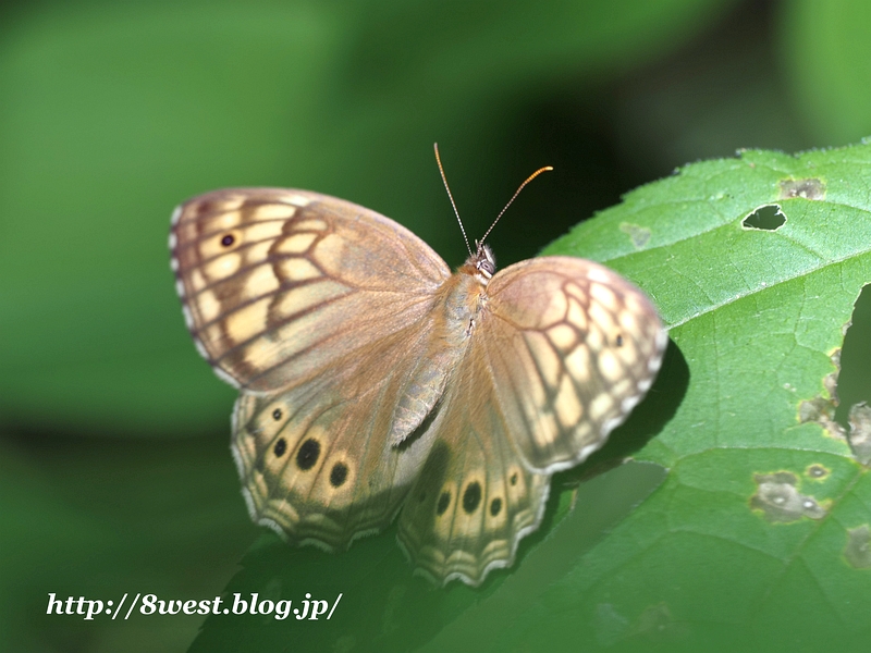 キマダラモドキ15