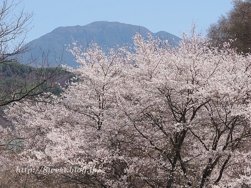桜10