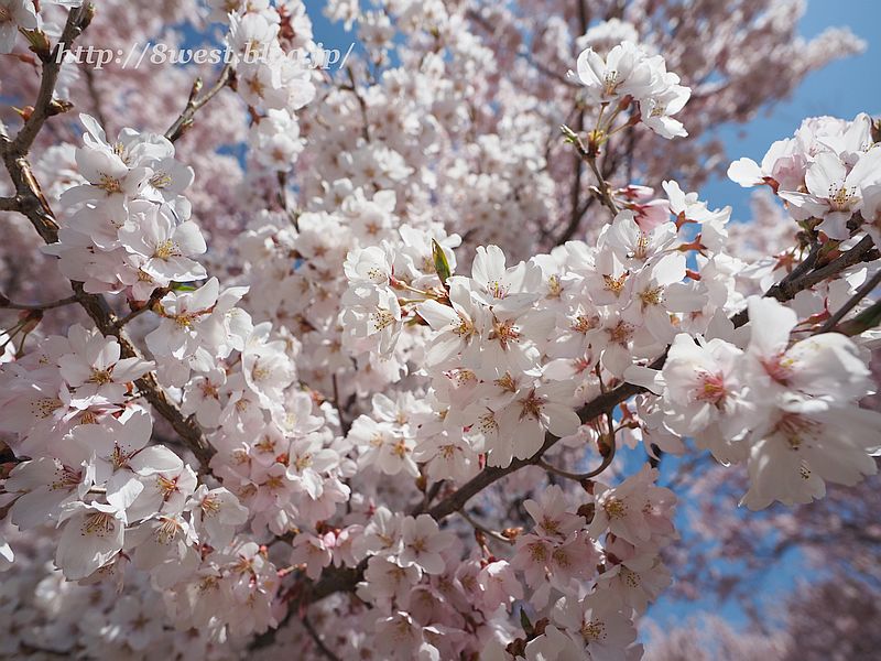 桜04