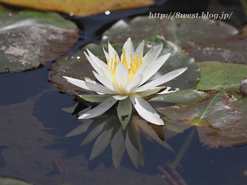 睡蓮4