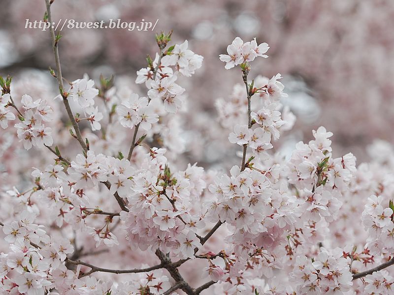 高遠小彼岸桜49