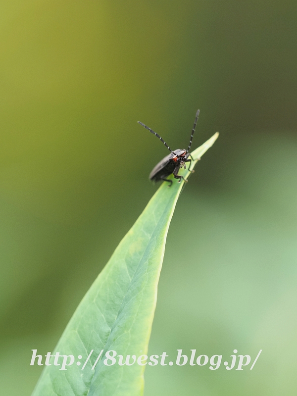 クロマドボタル
