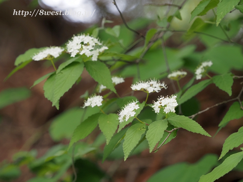 コバノガマズミ1