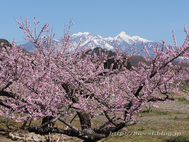 桃と八ヶ岳06