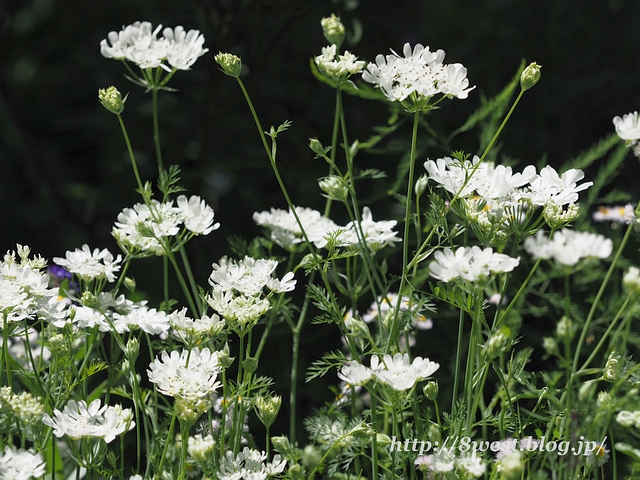 オープンガーデン5