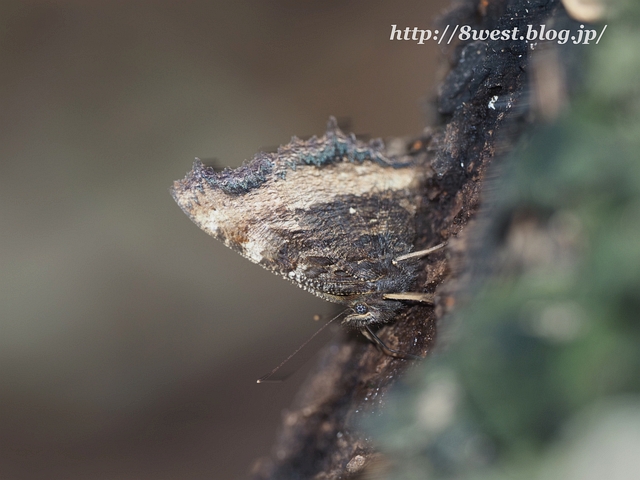 ヒオドシチョウ2