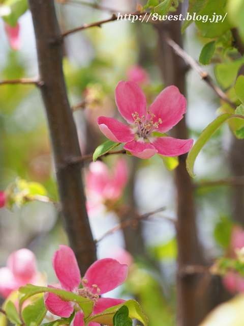 花梨1