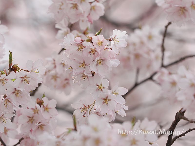 高遠小彼岸桜10