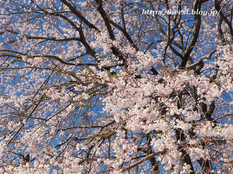 葛窪枝垂桜04