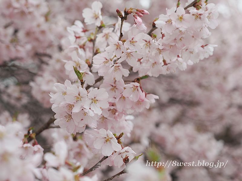 高遠小彼岸桜29