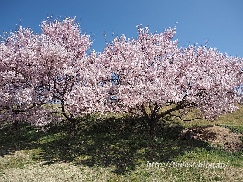 桜01