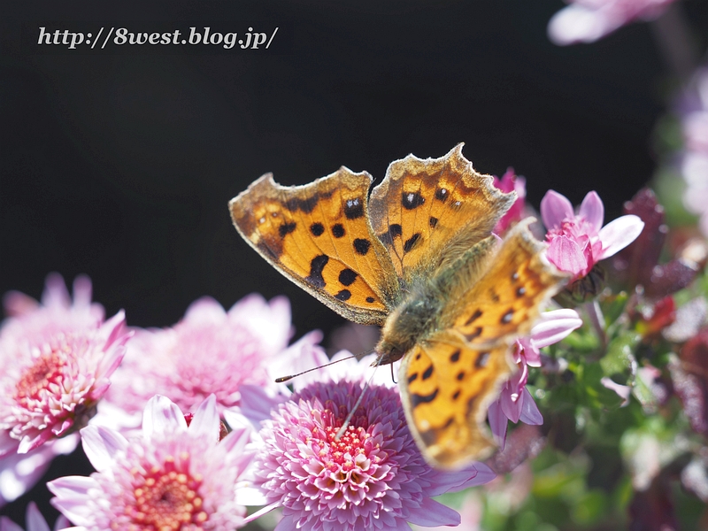 キタテハ2