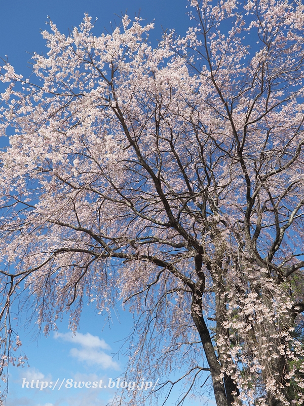 葛窪枝垂桜11