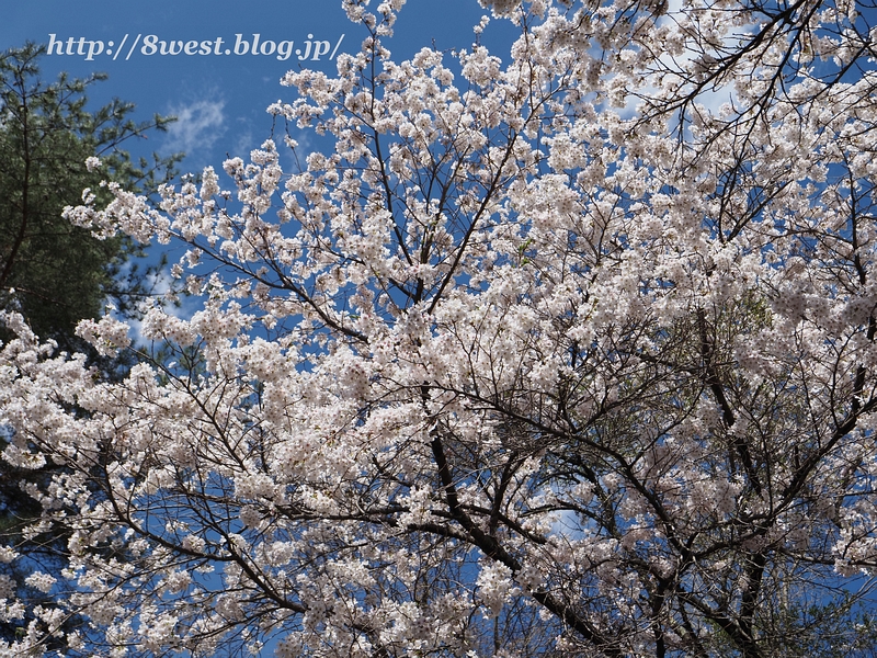 里山公園10