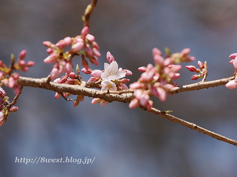 桜2