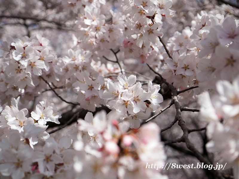 高遠小彼岸桜18