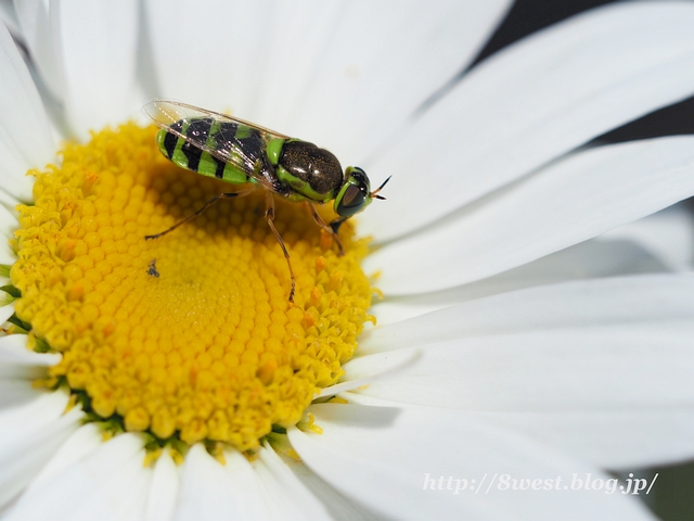 コガタノミズアブ