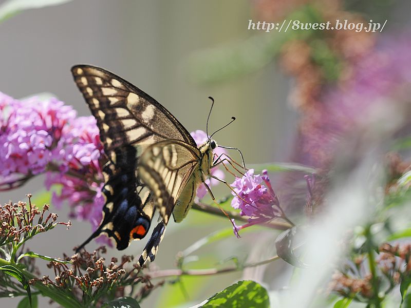 キアゲハ5