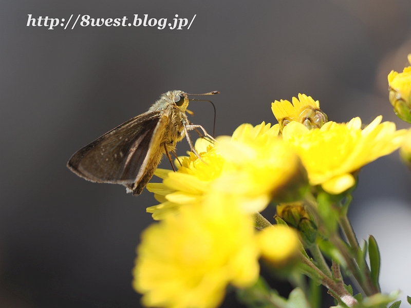 チャバネセセリ3