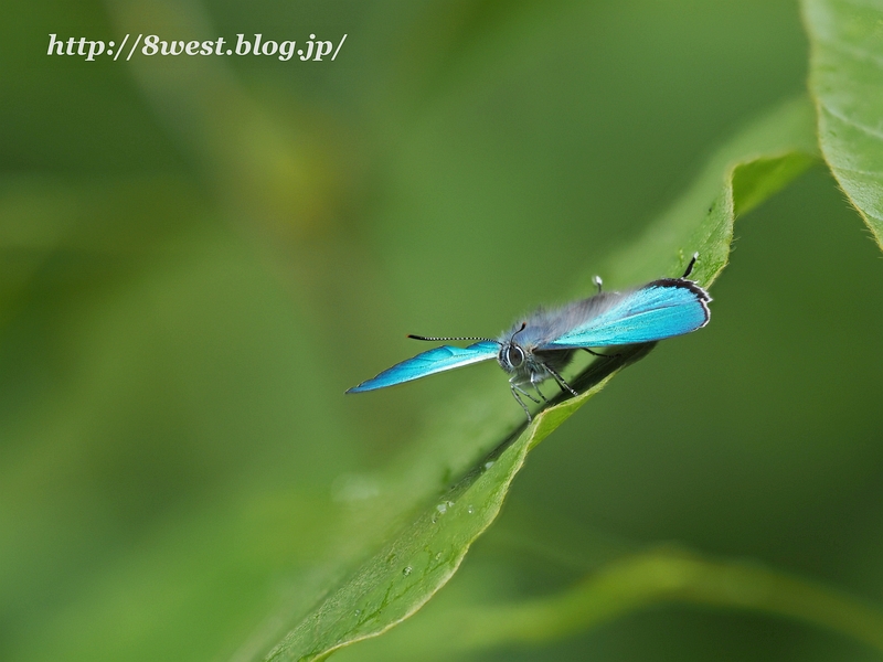 ジョウザンミドリシジミ19深度