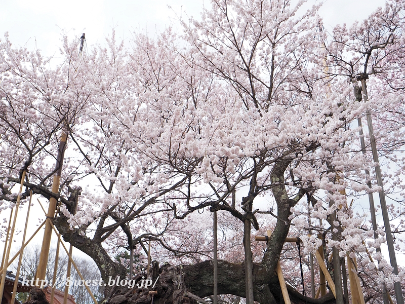 山高神代桜04