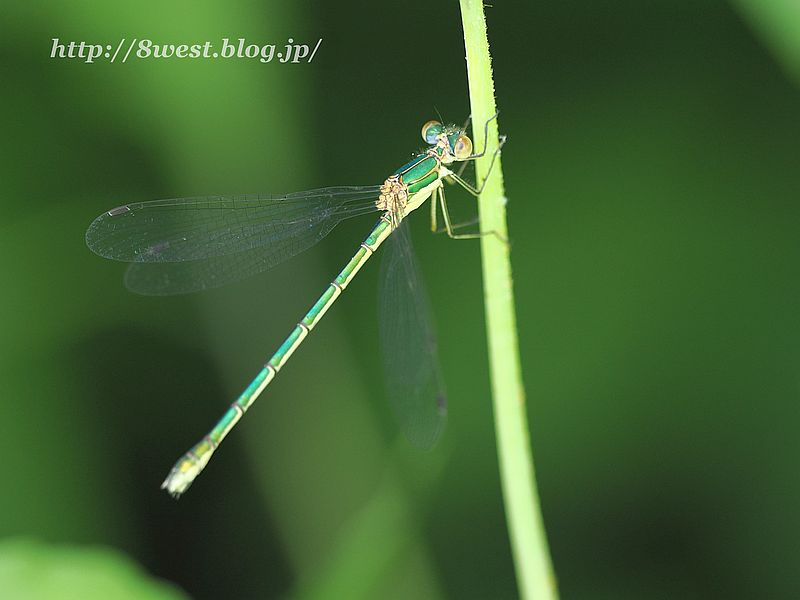 アオイトトンボ