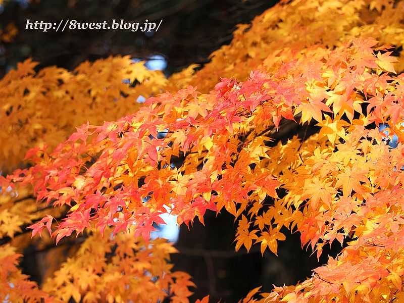 モミジ10