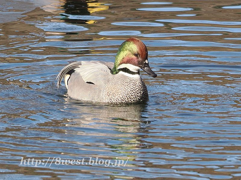 ヨシガモ10
