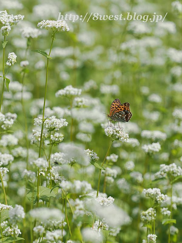 ウラギンヒョウモン