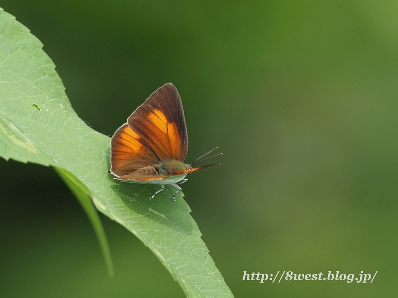 ウラギンシジミ02