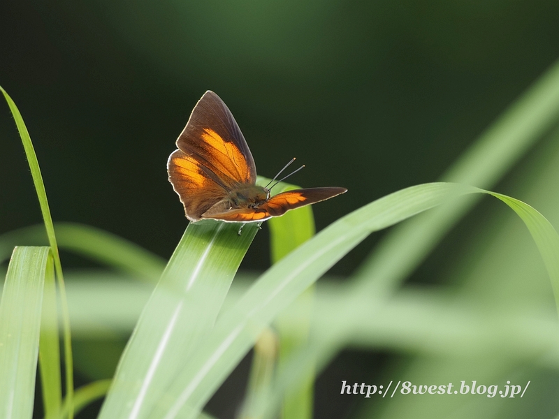 ウラギンシジミ05