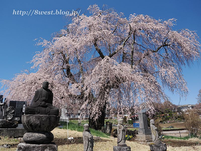 祖霊桜9