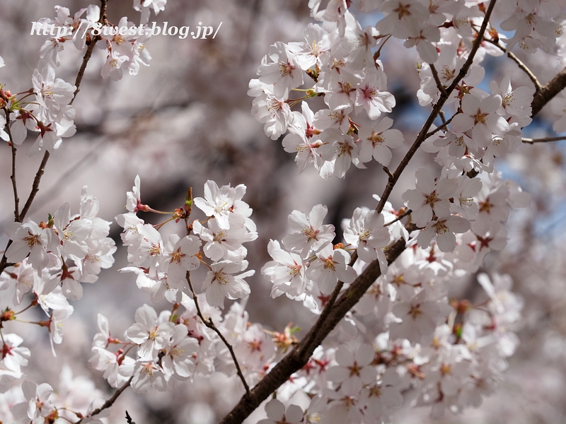 高遠小彼岸桜09