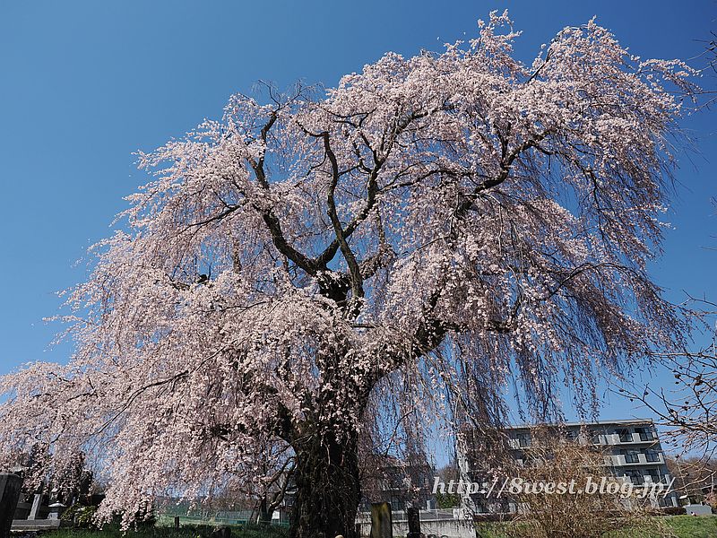 祖霊桜7