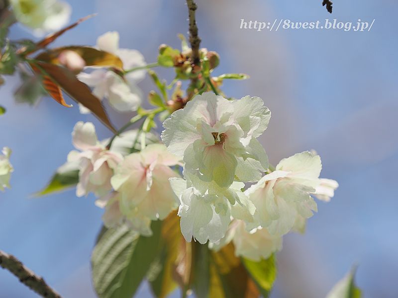 八重桜12