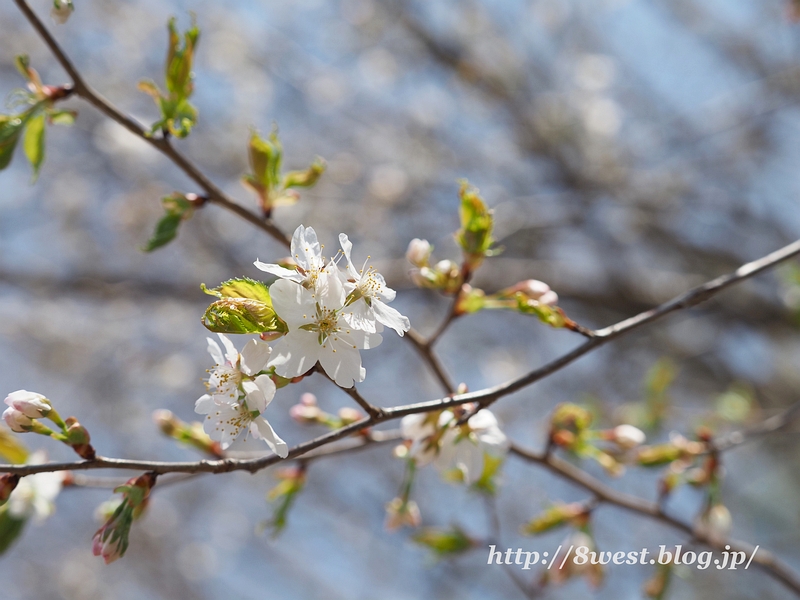 霞桜22