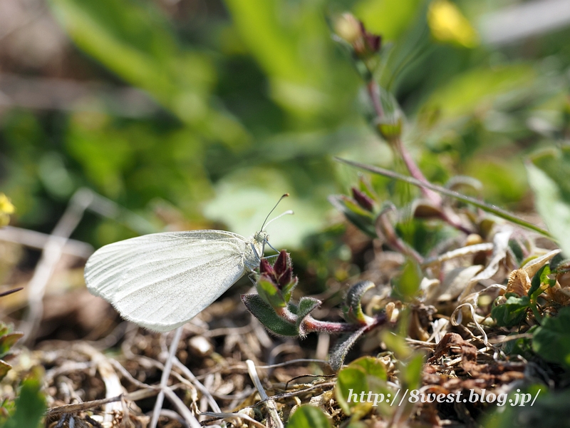 ヒメシロチョウ04