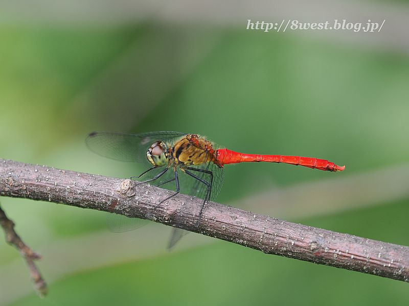 マユタテアカネ1