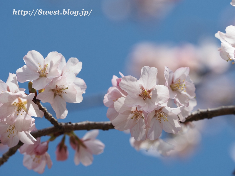 富士見の桜01