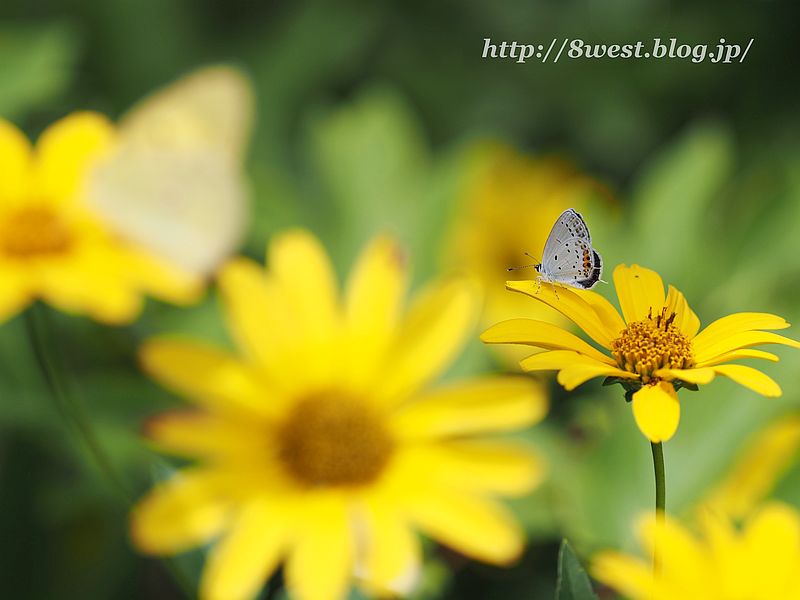 ツバメシジミ