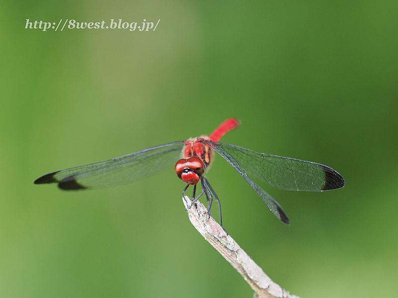 コノシメトンボ2