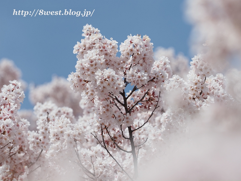 高遠小彼岸桜08