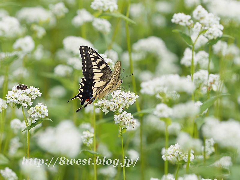 キアゲハ7