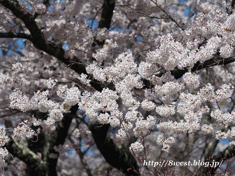 桜02