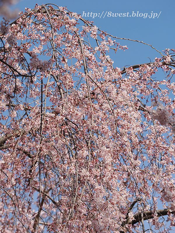 身延の枝垂れ桜2