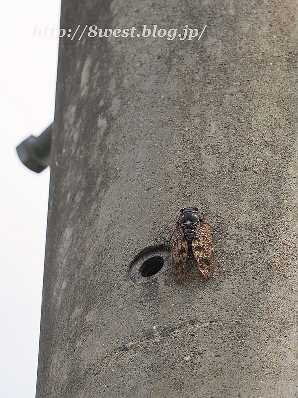 アブラゼミ